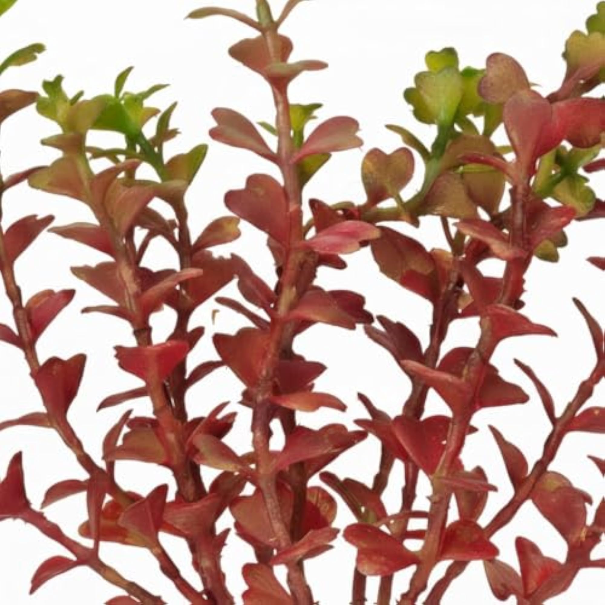 Artificial Plant for Home & Office Decoration
